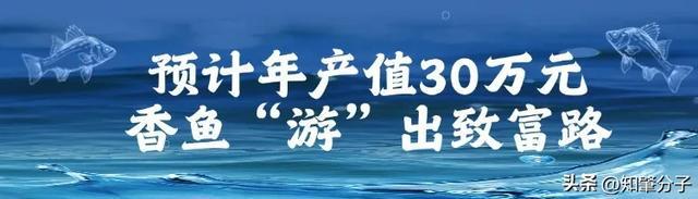 劳斯莱斯”广宁又多一味鲜香～开元棋牌app淡水鱼中的“(图3)